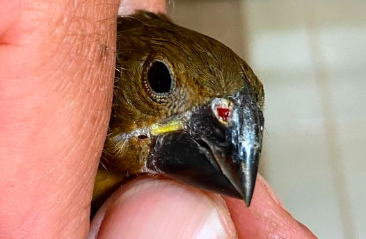 Sinusite crônica em Aves