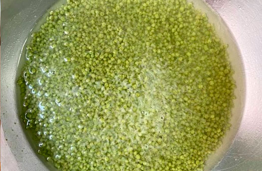 Receita infalível para aprontar os pássaros